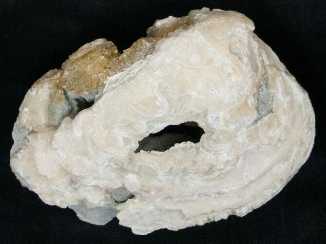 Clam Fossil with Golden Calcite Crystals - #14723